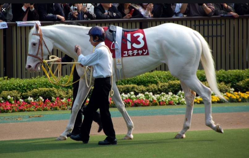 日本東京都一處賽馬場近一個月接連發生馬匹逃跑事件，5月下旬逃跑的馬匹跟廂型車相撞，馬受傷車受損；昨天逃跑的馬匹直接跳下運河，最後在游到岸邊被抓，所幸人馬都沒受傷。(示意圖) 圖 : 翻攝自維基百科