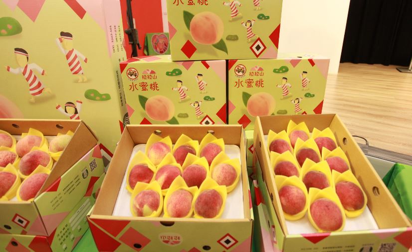 今年桃園拉拉山水蜜桃產量預估能比去年增加5成。 圖：林昀真/攝
