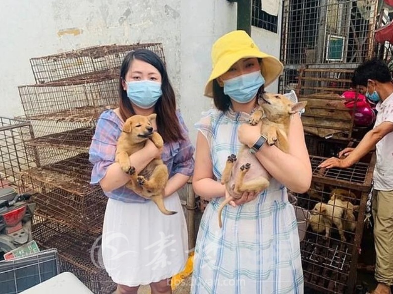 國際組織救出數隻犬類 圖:擷取自baidu