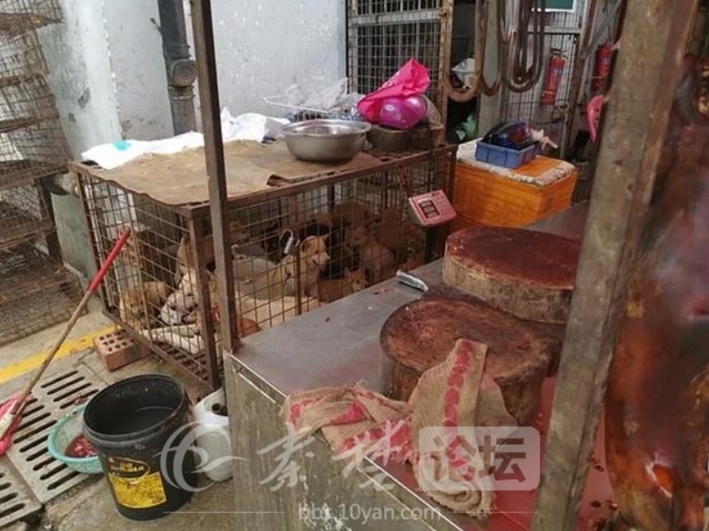 網傳犬隻屠宰現場 圖:擷取自baidu