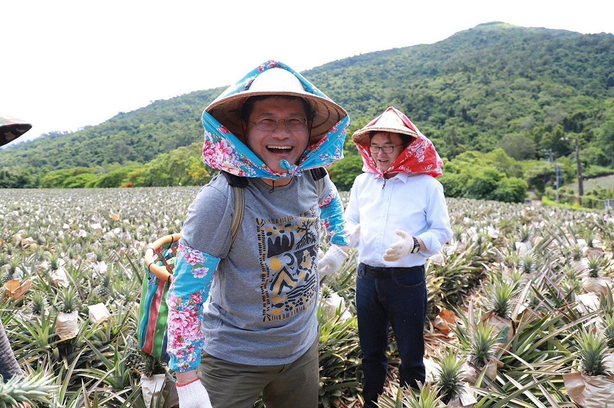 林佳龍戴上斗笠親自採鳳梨。 圖：交通部觀光局/提供
