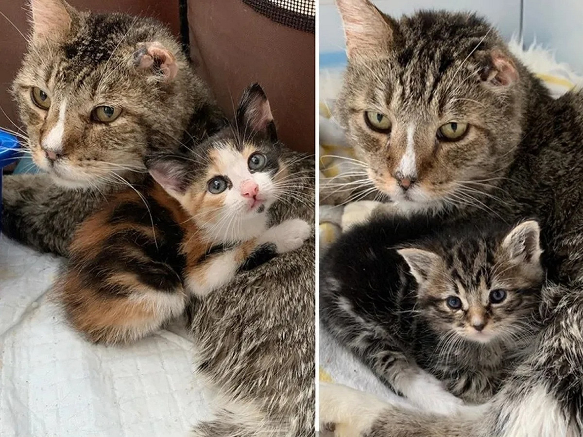 哈羅都義無反顧將救援小貓當成自己的親生孩子一樣。 圖／Alley Cat Rescue