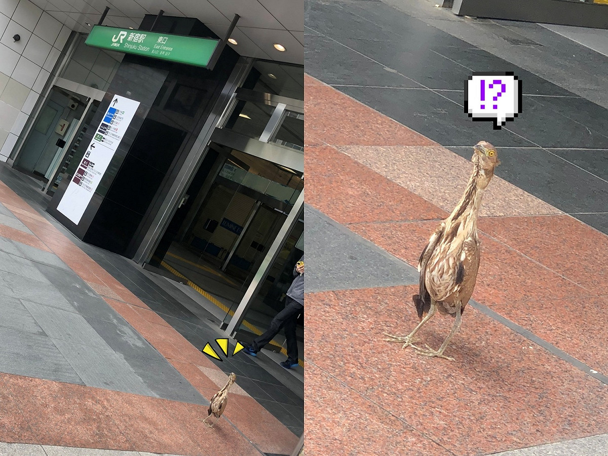 野生動物中鳥類因為有會飛行的特性，偶爾會在意想不到的地方發現牠們。 圖／Twitter@rukikikikiki