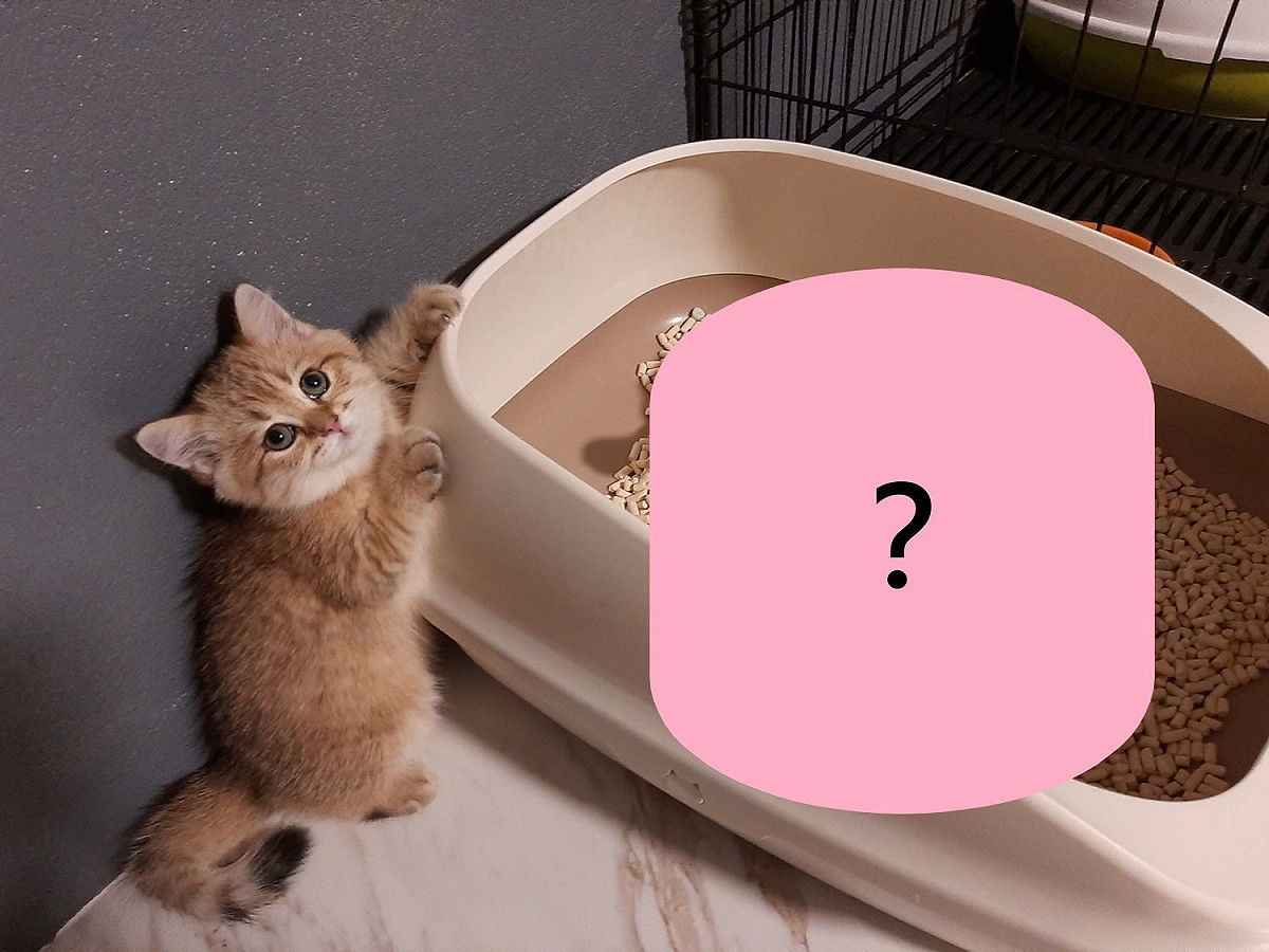 貓：鏟屎的你也想想辦法啊！ 圖／FB@ต๊อด แมวขัดจรวด