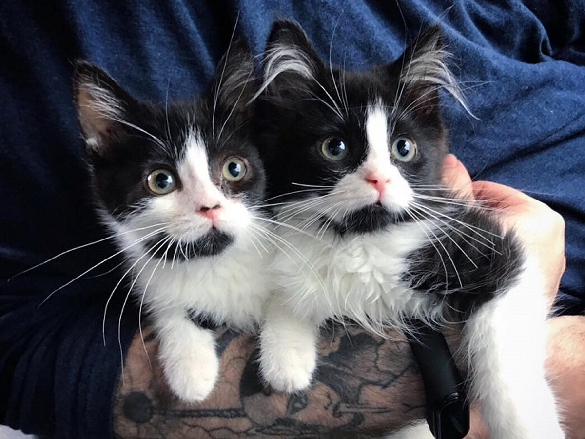 賓士姊妹幸運一起被收編。 圖／Chatons Orphelins