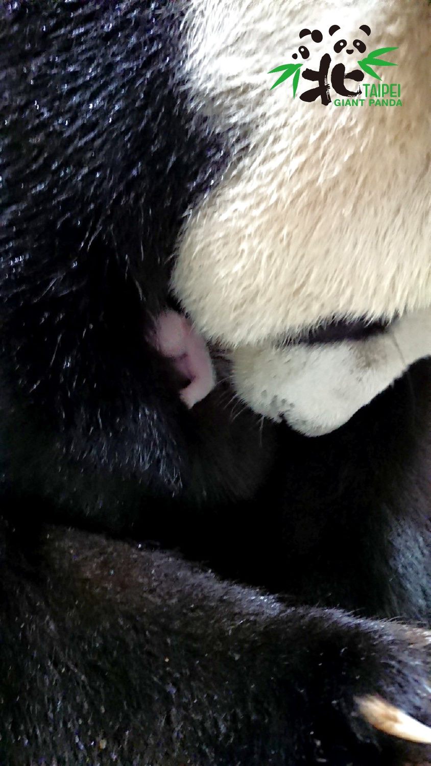 大貓熊「圓圓」喜迎二胎寶寶。 圖：台北市立動物園／提供