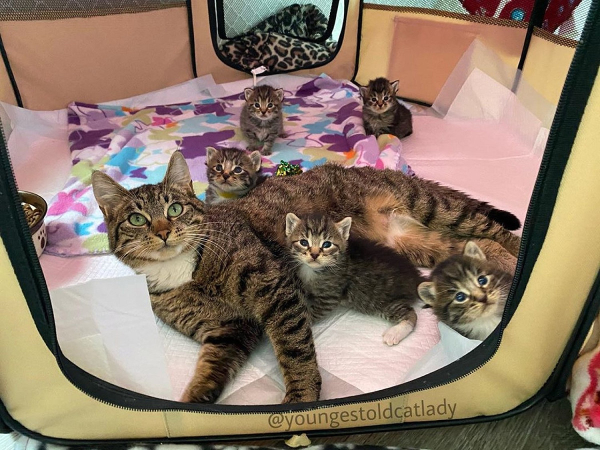 小貓們快速地長大，開始變得活潑又調皮 圖／IG@youngestoldcatlady