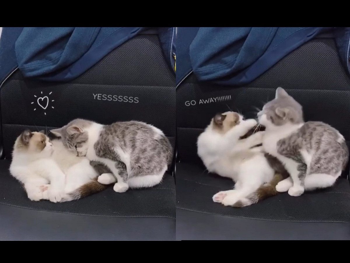 感情再甜蜜偶爾也有變質的時候。 圖／IG@te.kitties