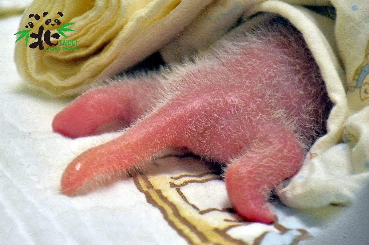 新生大貓熊寶寶粉嫩嫩的小尾巴。 圖：台北市立動物園／提供