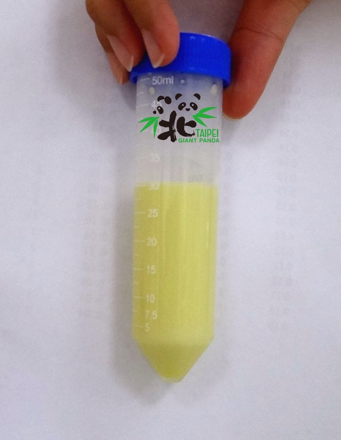 大貓熊的初乳顏色相當特別，第二天轉變為奶成份較多的抹茶拿鐵色。 圖：台北市立動物園／提供