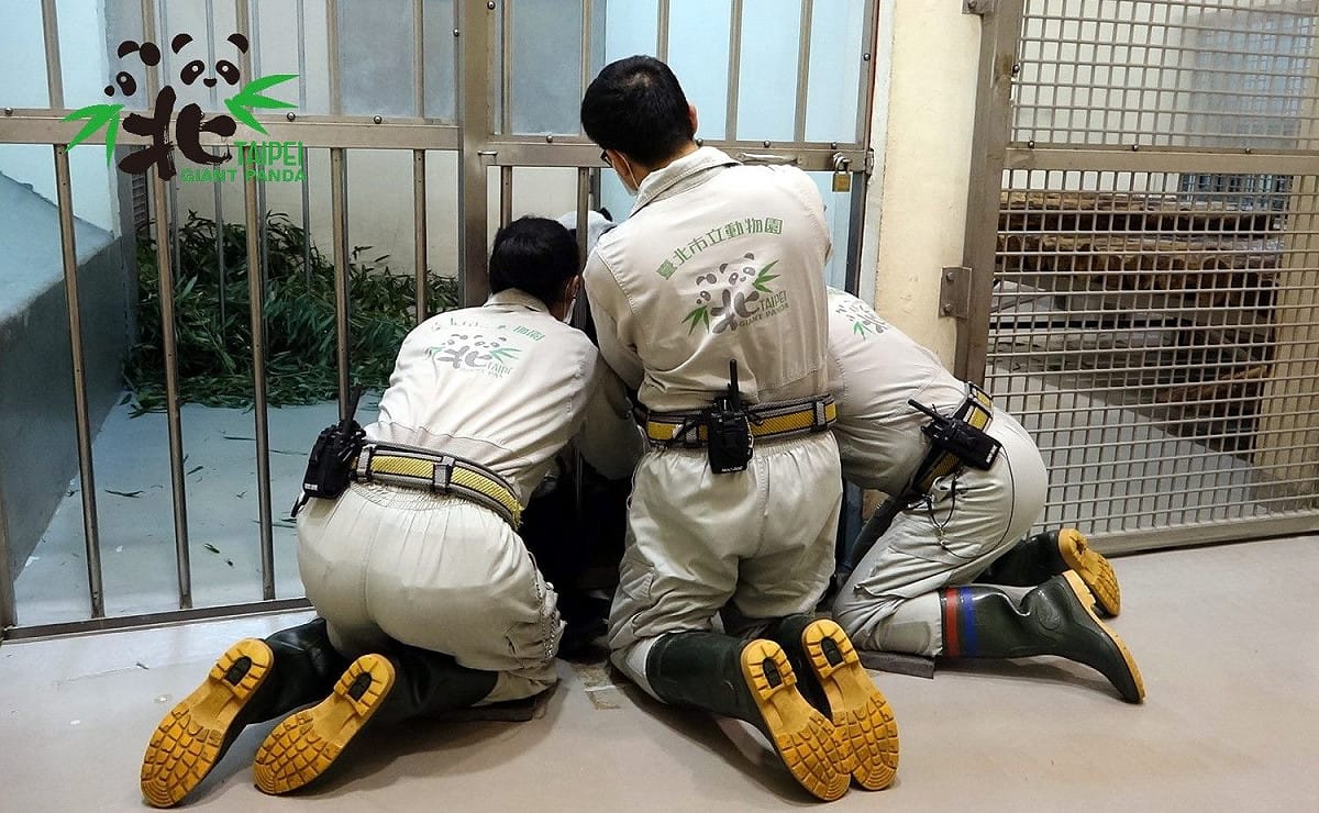 大貓熊母乳的取得相當不容易，為了配合「圓圓」趴躺下來的高度，保育員必須保持著「跪姿」。 圖：台北市立動物園／提供
