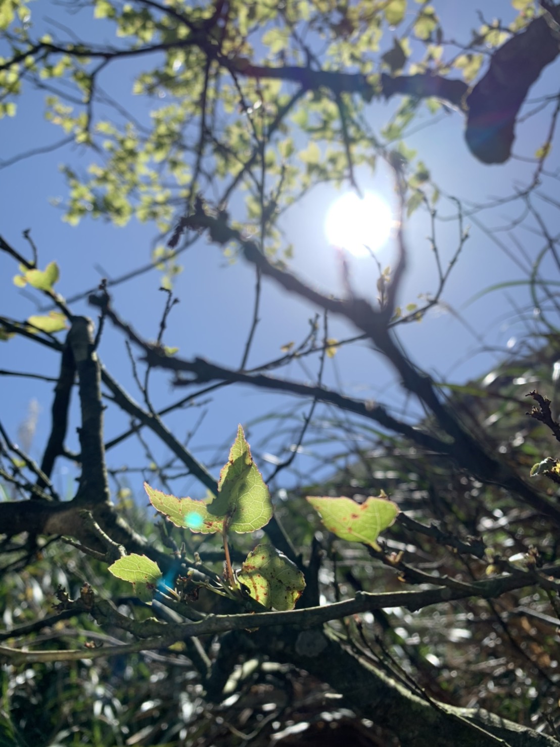 台東縣達36°C以上，中南部高溫約30、31度，北部及東半部在33至35度，請注意防曬、多補充水份、慎防熱傷害。 圖：楊紫希/攝