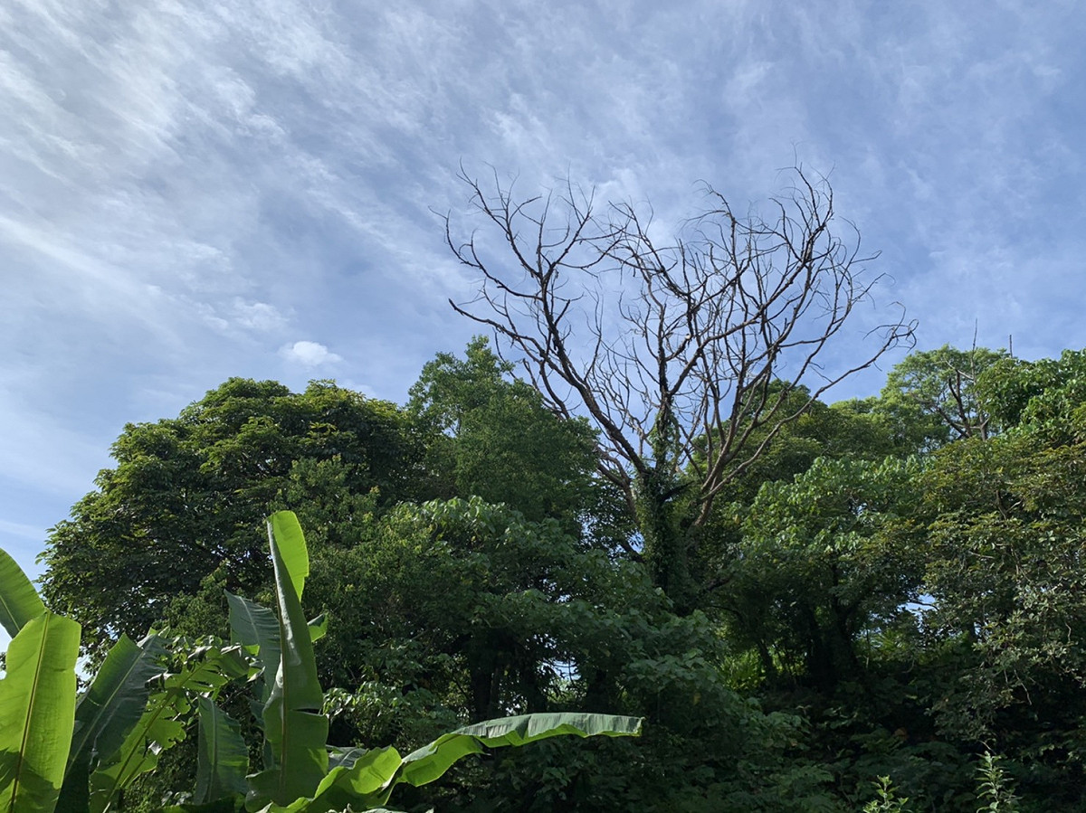 今（4）天各地大多為多雲到晴的天氣，東北部、大台北地區及各地山區午後有局部短暫雷陣雨 圖：楊紫希/攝