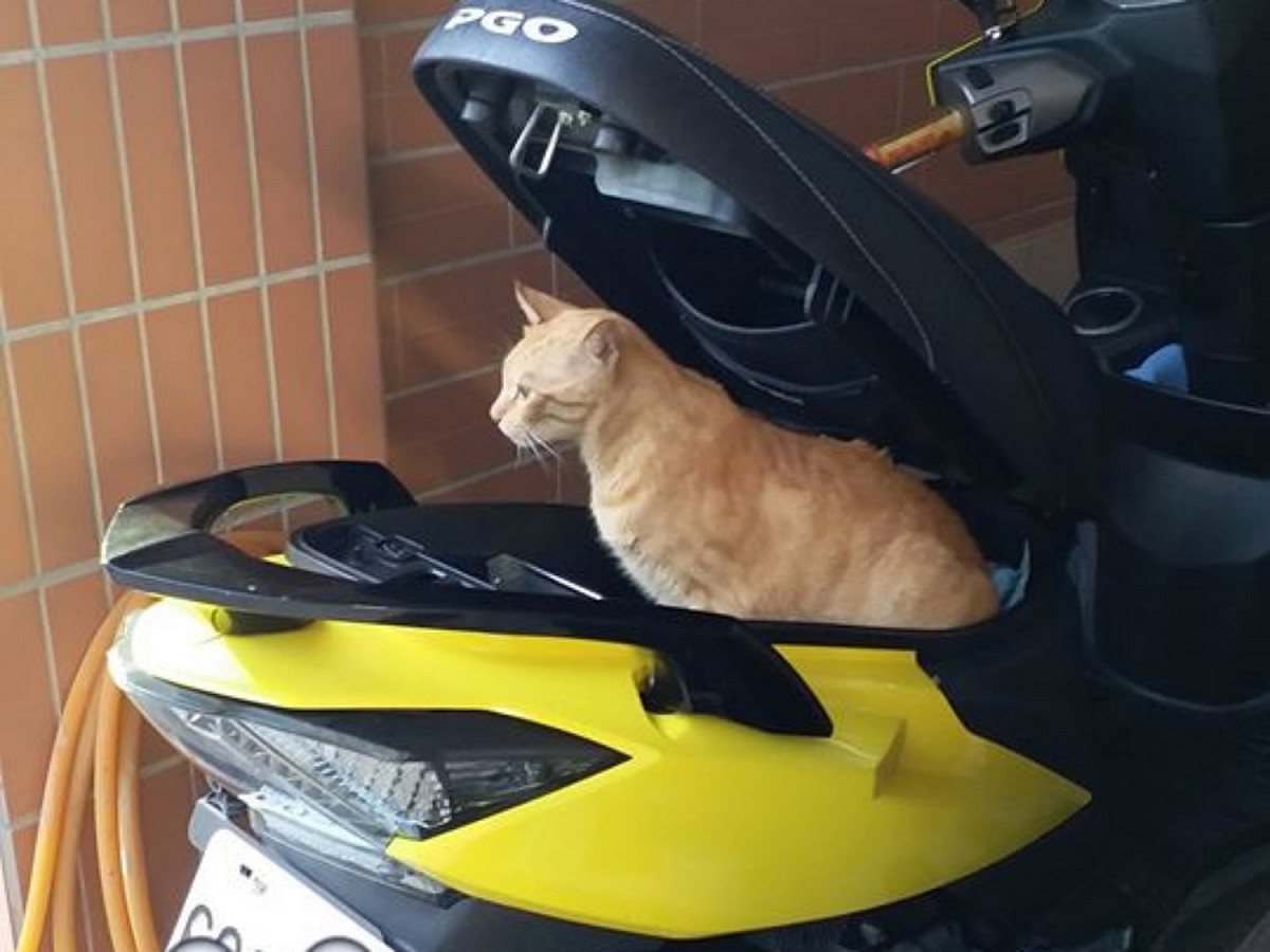車廂打開竟發現一隻橘貓？ 圖／網友羅憲良提供
