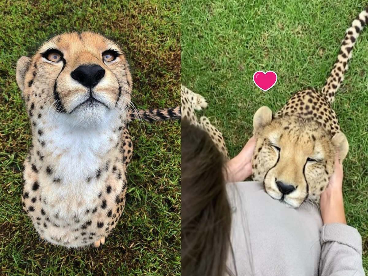 本喵還可以預約明天按摩嗎？ 圖／FB@Wild Cat Conservation Centre