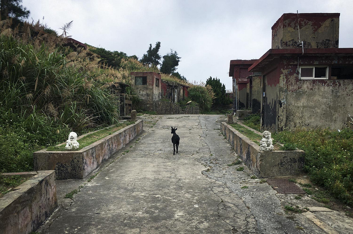 國防部實施精實案裁軍後，馬祖東莒離島的一些營區，在阿兵哥離開後淪為當地居民的養羊場、養鵝場和養雞場。圖為一隻小山羊站在空蕩蕩的營區內，呈現出非常荒謬突兀的空間感。 圖：張良一/攝