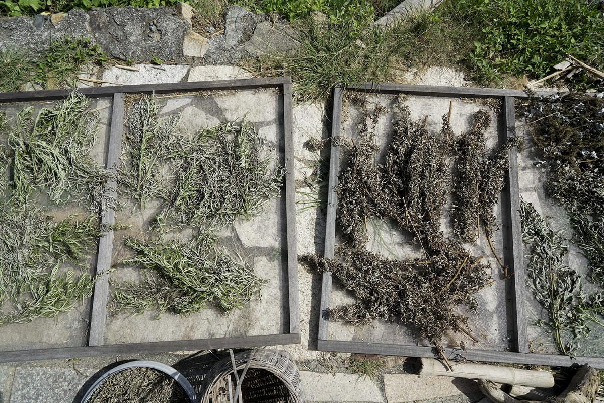 強妮將採集回來的艾草攤在陽光下曬。端午過後東莒的日照越來越強烈，正適合曝曬採集回來的植物。 圖：張良一/攝
