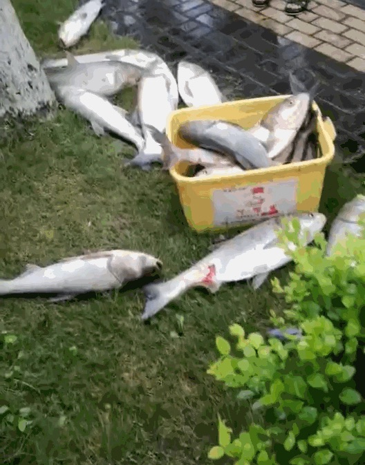 中國浙江南方地區大範圍連續受降雨影響，紛紛自發前往水庫，希望從「飛魚」中撈到一些收穫;有的人撈到的魚重達二、三十斤。 圖：擷取至環球時報