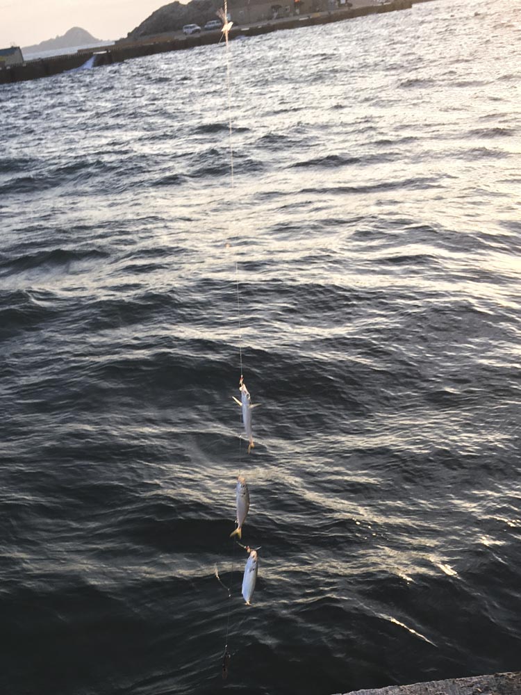 鯷魚是馬祖夏天非常容易釣到的魚。 圖：張良一/攝