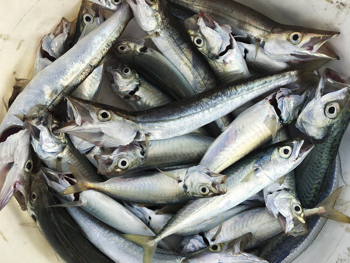 剛釣上岸的鯷魚魚身油亮非常新鮮。 圖：張良一/攝