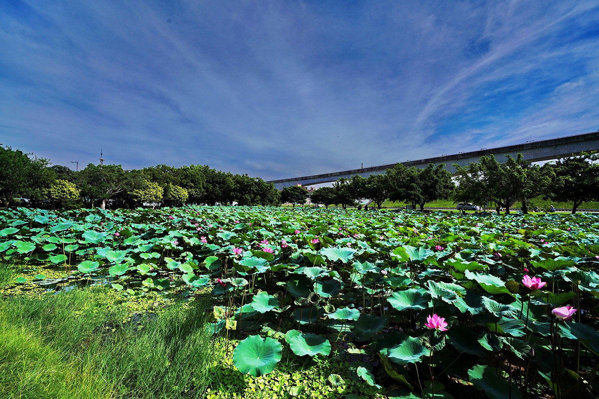 二重疏洪道荷花公園面積達3500平方公尺。 圖：新北高灘地管理處／提供