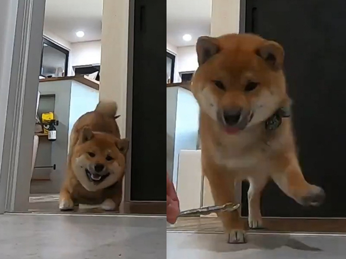 關門之際又讓飯糰溜走～ 圖／Twitter@5ME7PwbMMjDNOY0