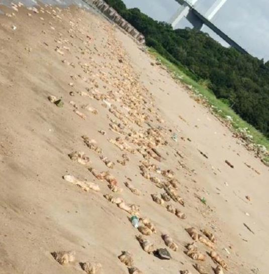 廣東省養豬場爆發口蹄疫疫情，而廣東省東莞市虎門威遠島的沙灘上10日出現近20噸的「豬腳和動物內臟」引起中國網友恐慌。 圖：翻攝微博