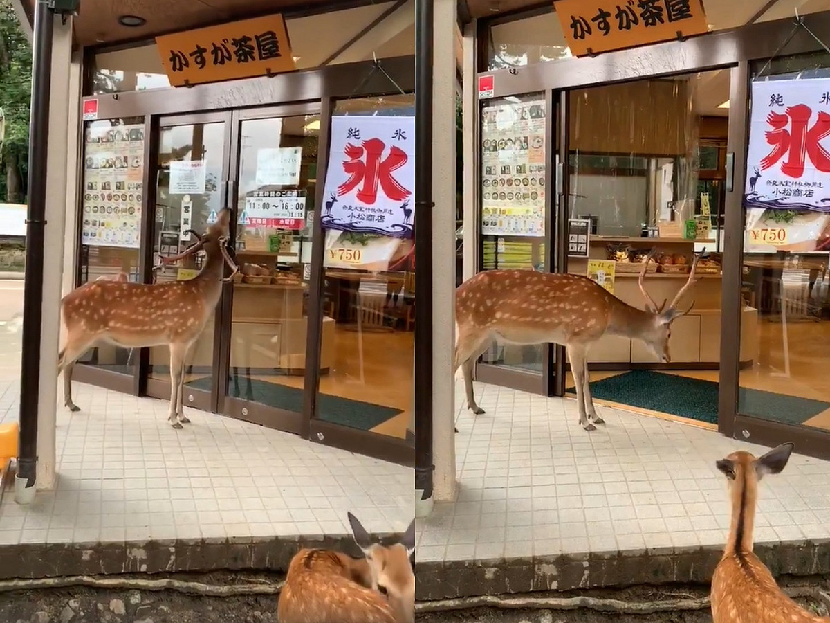 鹿：您好您好，兩位謝謝。我們要吃餅餅，請幫我們帶位～ 圖：翻攝自Twitter@nara_yamamoto