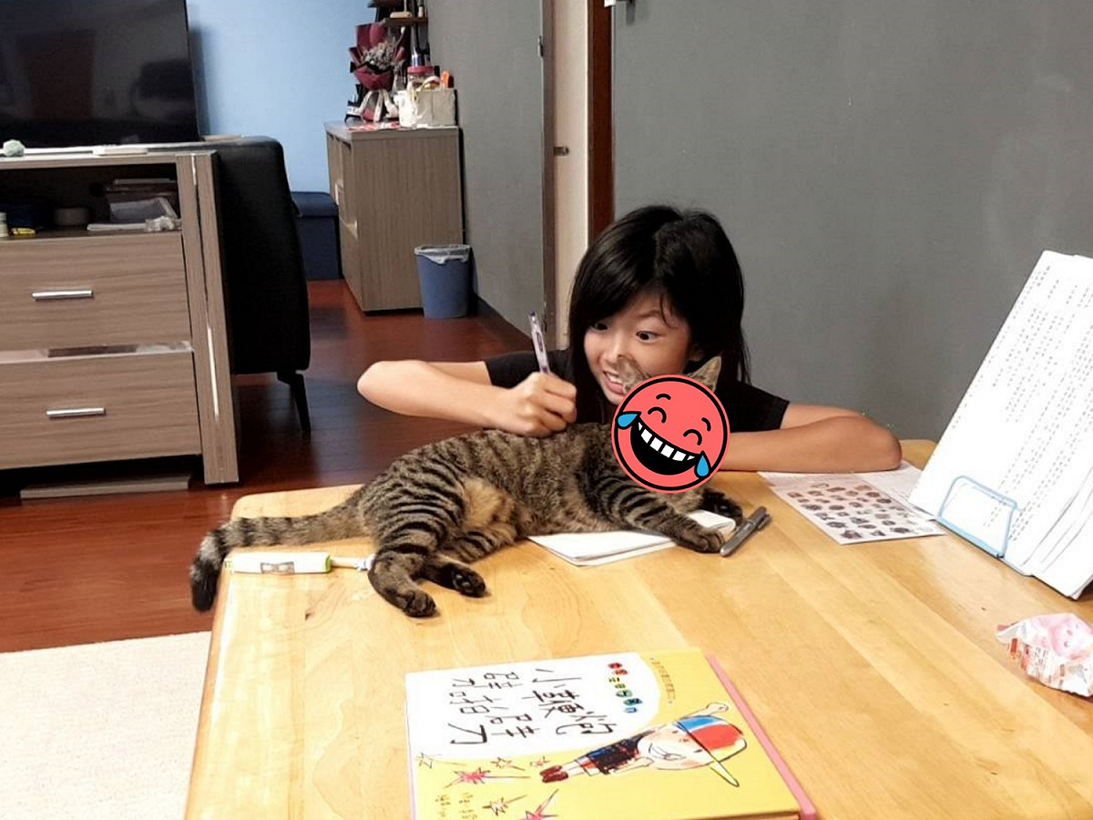 網友徐人崢育有兩名女兒，一天大女兒安安正在寫作業，安安見咪咪又來干擾，便一臉得意地笑著，假裝拿原子筆在牠身上寫作業，嚇得咪咪瞬間傻眼！ 圖：尼可創意提供