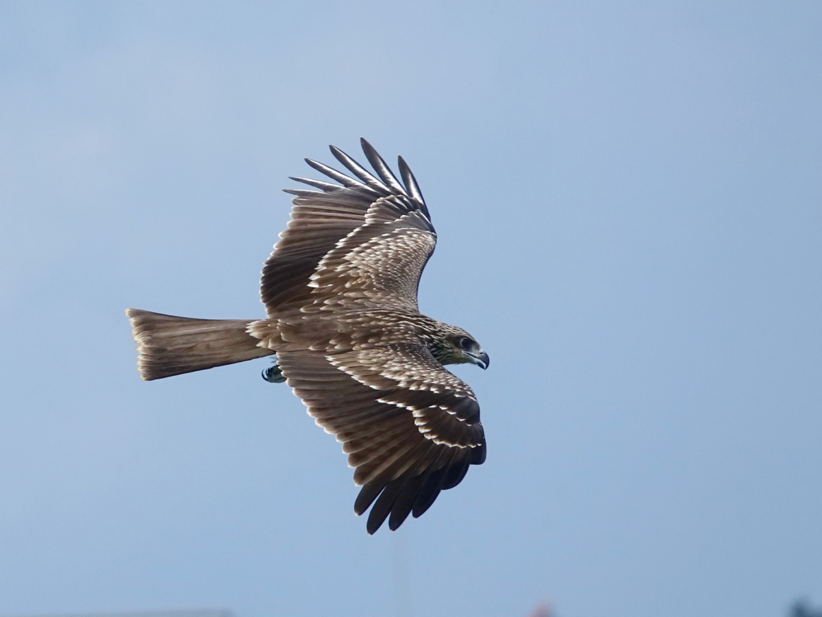 黑鳶列為第 II級珍貴稀有野生動物。 圖：海科館／提供(沈錦豐攝)