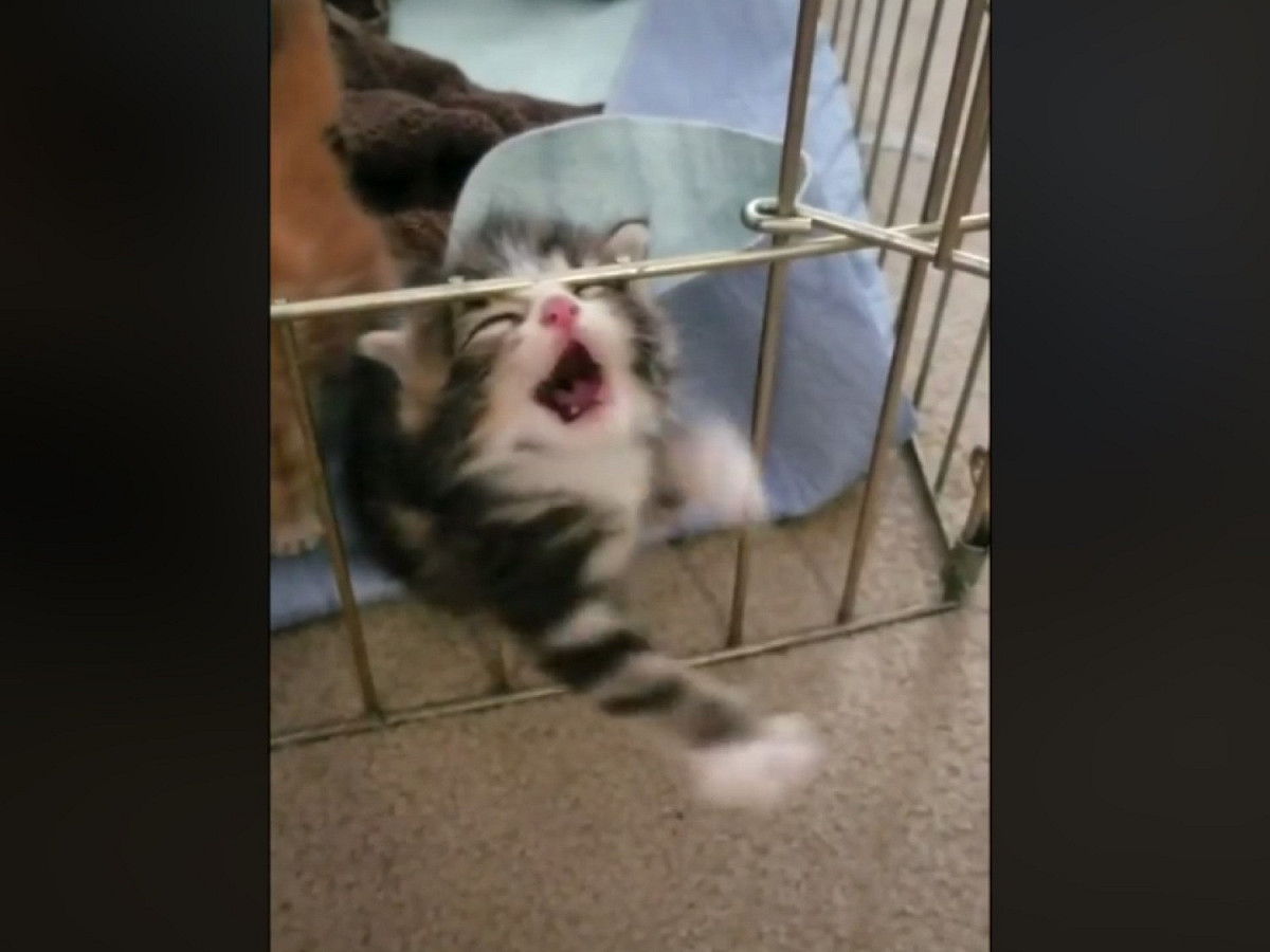 小貓：來人啊～快放朕出去！ 圖：翻攝自FB@Catspotting Society
