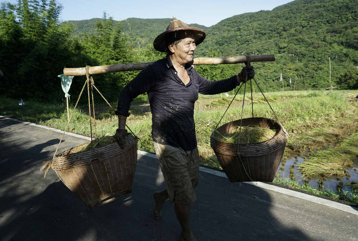 簡秋陽肩挑剛從田裡收割下來的稻穀，準備扛到屋子前的馬路上曬稻穀，割稻日是他這一年當中最重要的日子。 圖：張良一/攝