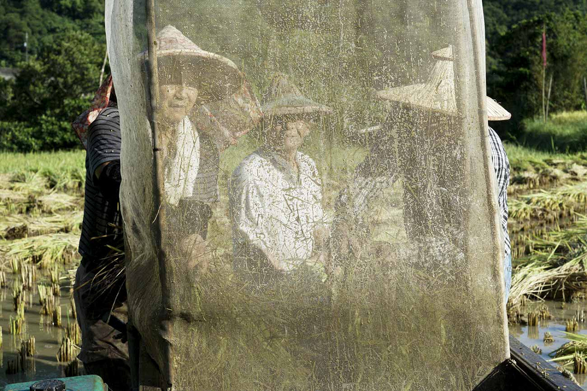 換工的農友們將整束稻稈放進水稻脫榖機脫榖。由於水稻都是水，脫榖機上的紗網噴滿了水珠。 圖：張良一/攝