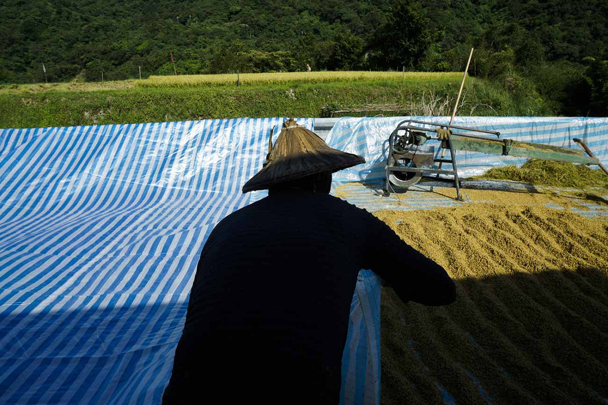 簡秋陽和鄰居阿質阿嬤合力將另一張帆布攤開，讓不斷湧進的稻穀有空間曬。 圖：張良一/攝