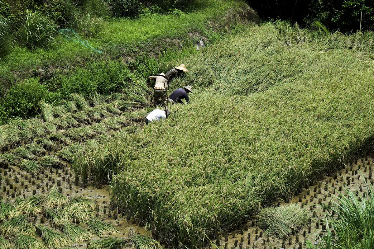 將近中午十二點，烈日灼人，但是農友們仍沒有停下來休息的意思，他們繼續在田裡割稻，打算在午餐前把簡秋陽所有的稻子全部收割起來。簡單梳洗和豐盛的午餐後，他們下午要繼續去另一位農家換工幫忙割稻。 圖：張良一/攝