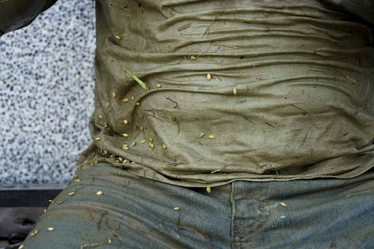 一位農友割稻割得滿身大汗，稻穀黏在已經濕透的衣服上。 圖：張良一/攝