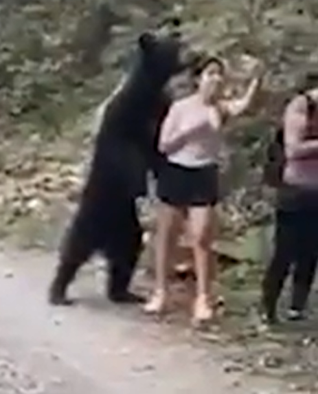 一頭黑熊出現在一名女性後方，這名女性非但不害怕，還趁此機會與熊來個超近距離自拍。 圖：擷取自Youtube