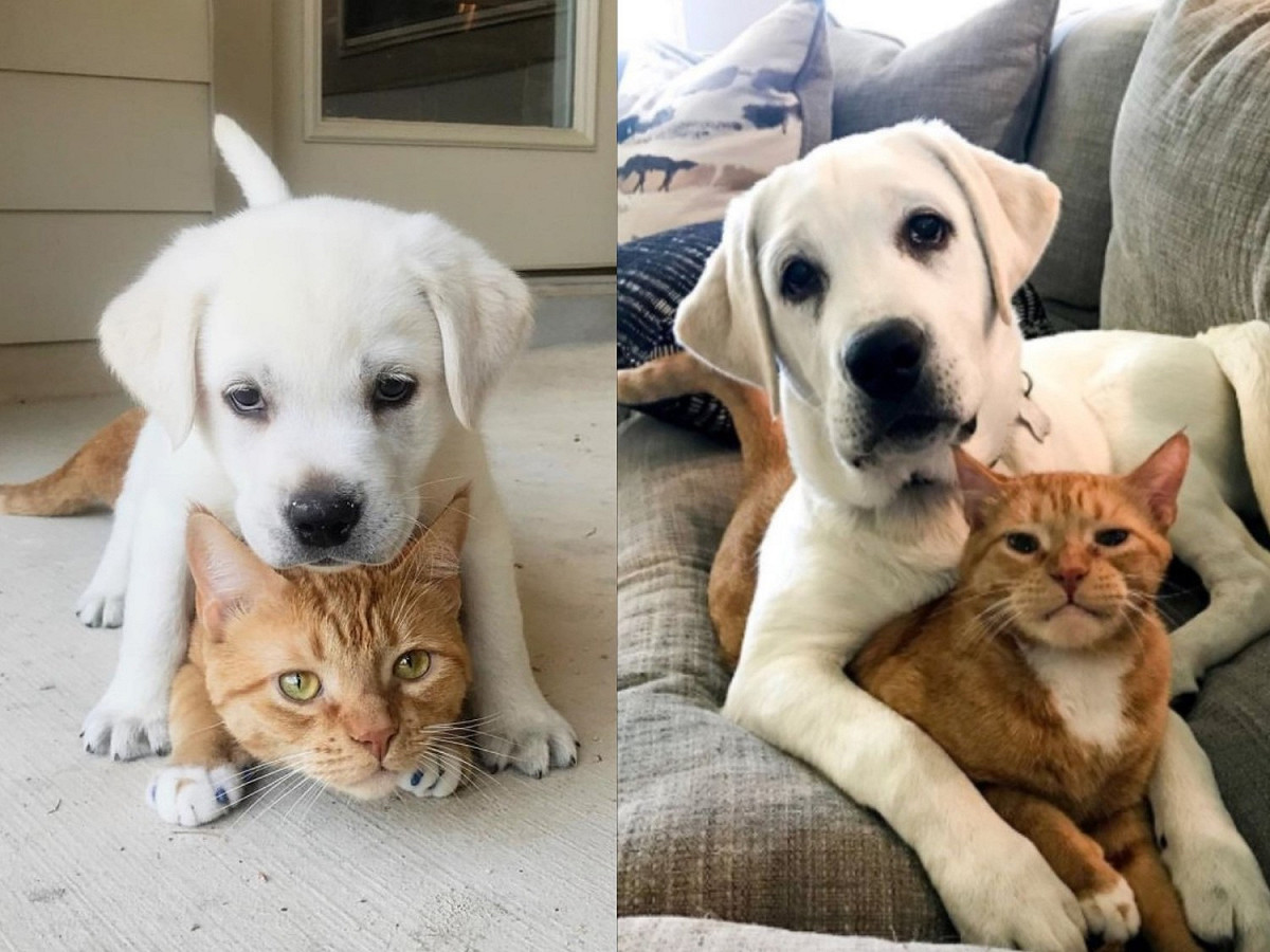 美國一名飼主養了一隻橘貓「辛巴」與拉不拉多犬「索爾」，當拉拉索爾初見貓哥哥辛巴，一狗一貓立刻變成好朋友。 圖／IG@thor_n_simba