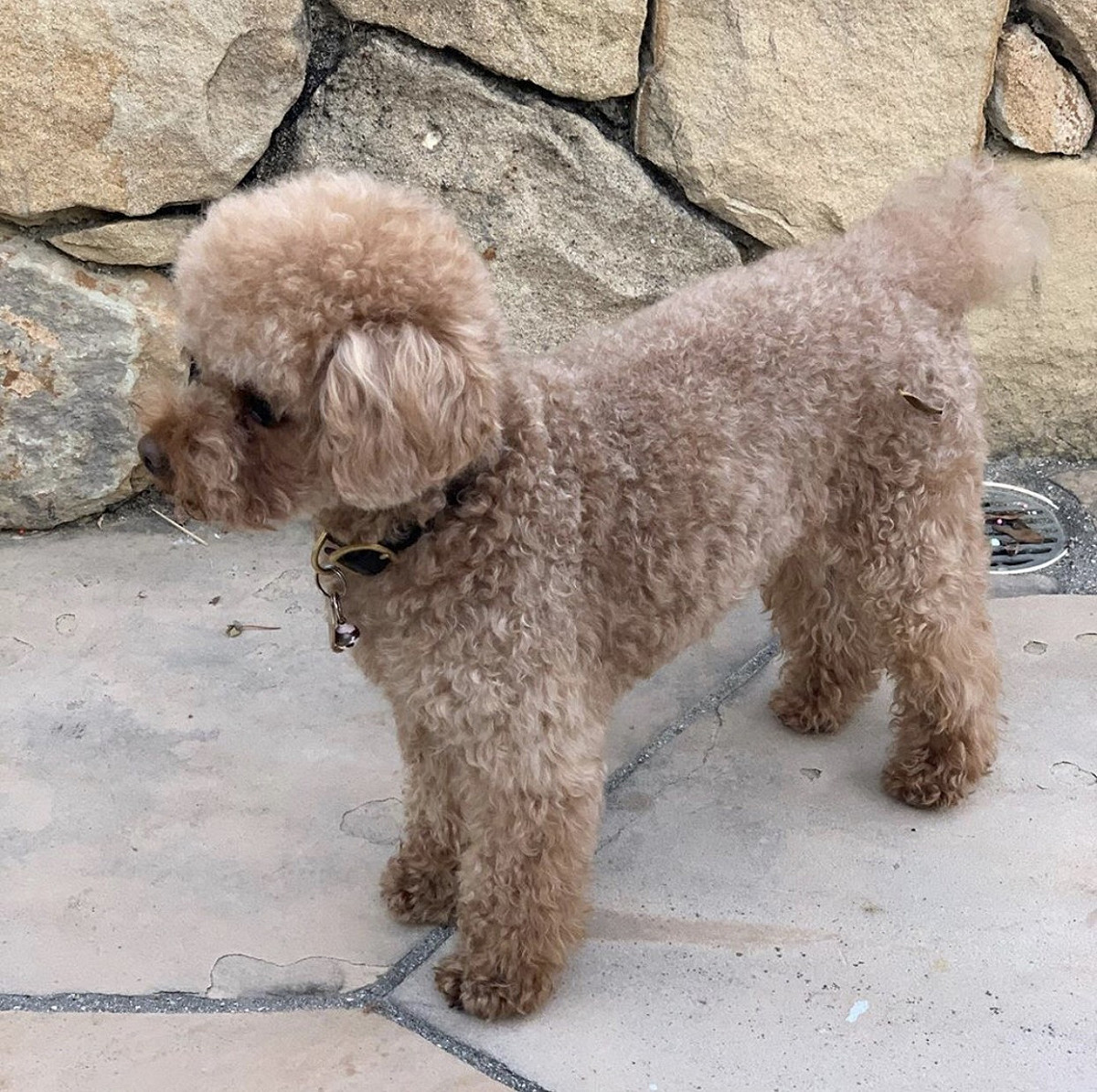 奧蘭多布魯的愛犬Mighty。 圖：翻攝Instagram