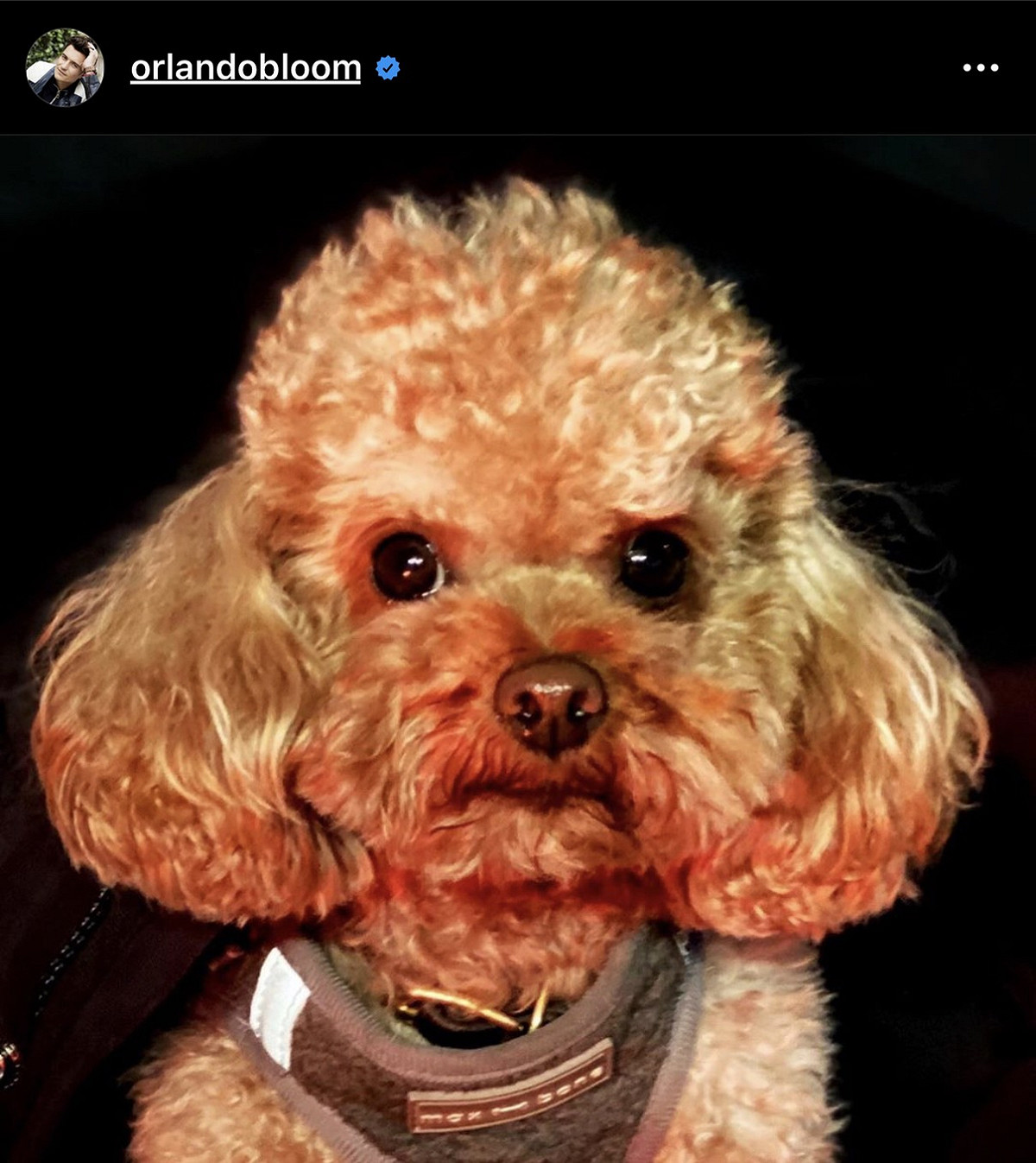 奧蘭多布魯的愛犬Mighty。 圖：翻攝Instagram