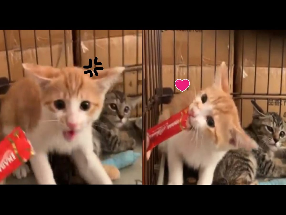 嗯？好像有點好吃？ 圖／twitter@pet_gmist