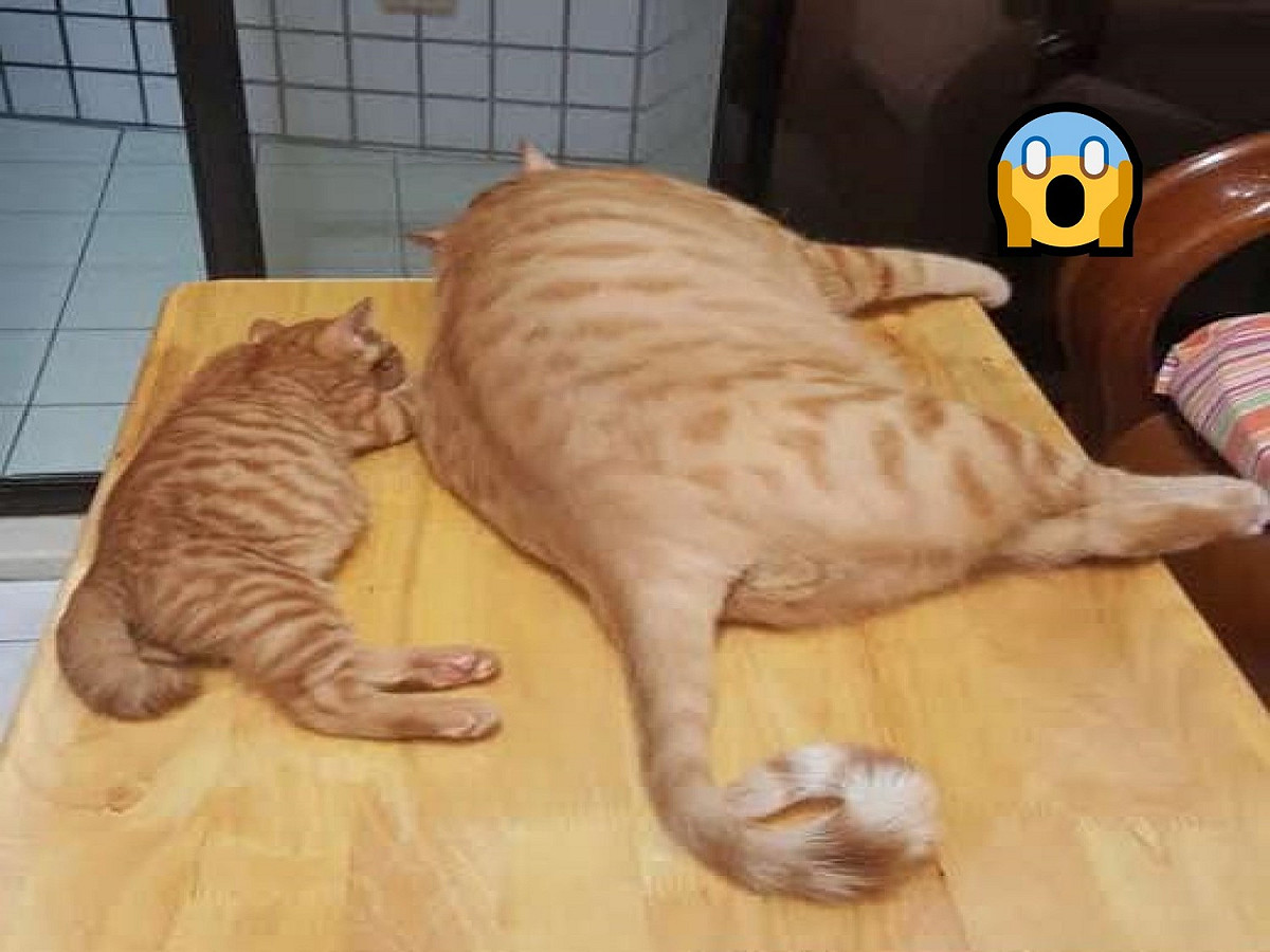 飼主曬對比照「3XL」大喵條紋都撐開 媽嘆：養橘貓要三思！