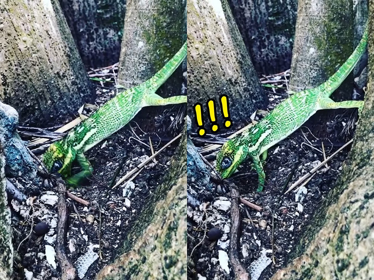樹蜥媽正忙著藏蛋。 圖／Facebook@Florida, Wild &amp; Free