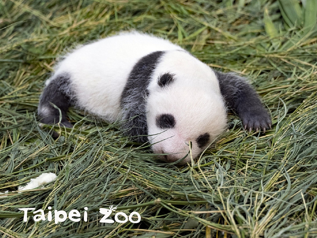 台北市立動物園大貓熊寶寶今（27）天滿月，動物園推出網路命名活動，8月30日公布結果。 圖：取自台北市立動物園臉書