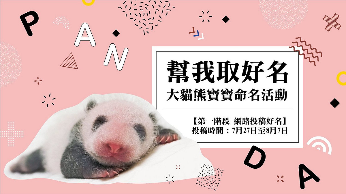 台北市立動物園推出「幫我取好名」大貓熊寶寶命名活動，今起至8月7日開放投稿。 圖：取自台北市立動物園官網