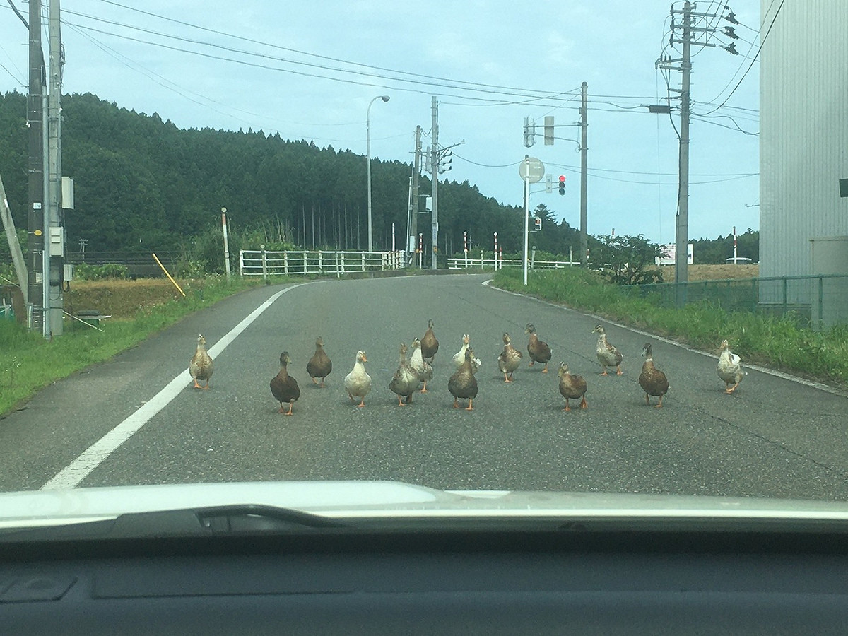 想過？給偶交出過路費！ 圖／Twitter@shibakichi_FK8