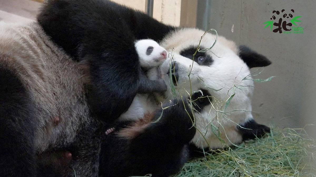 台北市立動物園延長夜間開放時間至晚上9時，圖為大熊貓圓圓和新生寶寶。 圖：台北市立動物園／提供