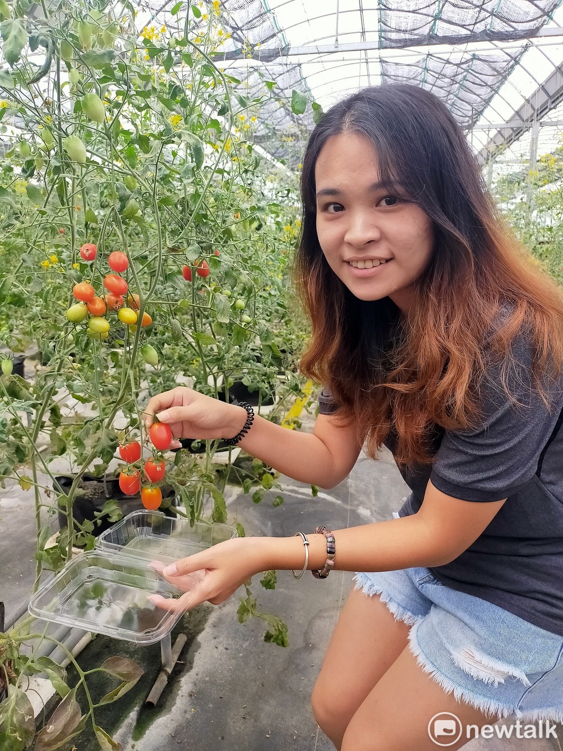 全台首見的低鉀番茄即將上市。 圖:唐復年/攝