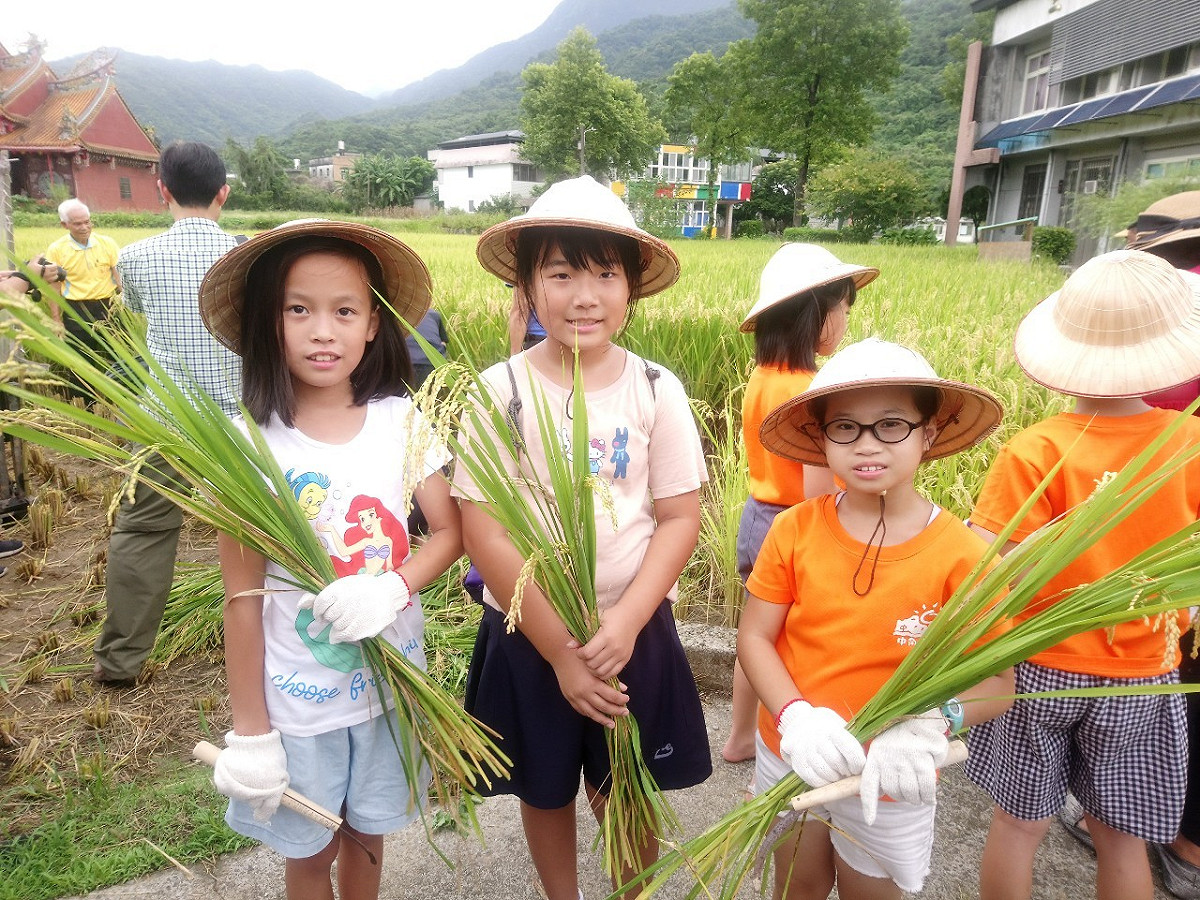 金山中角國小學童收割體驗。  圖：新北市農業局提供