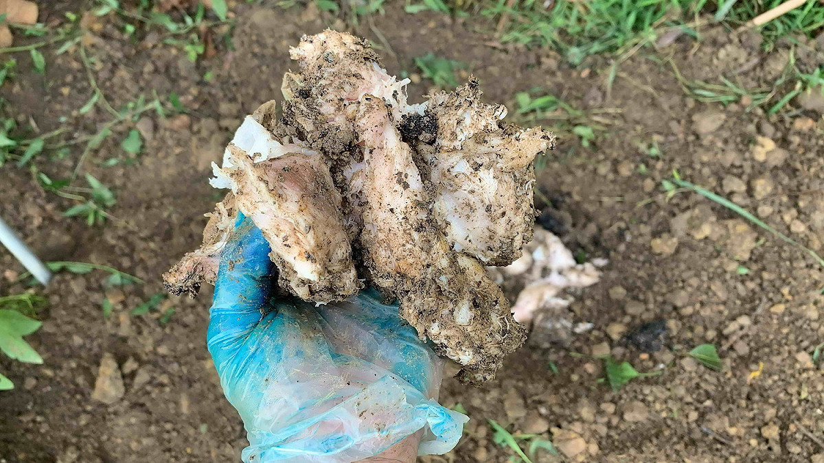 稽查員從土中挖出掩埋的廢魚肉。  圖：新北市環保局提供